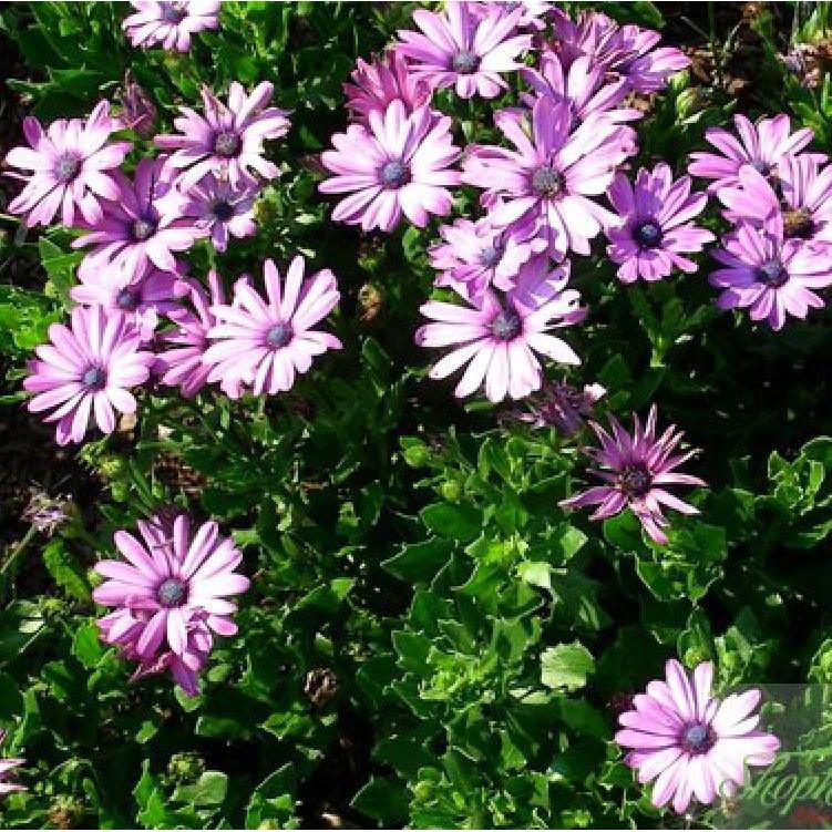 Hạt Giống Cúc Châu Phi Mix