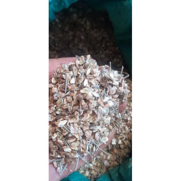 200 gram hạt giống cây phi lao