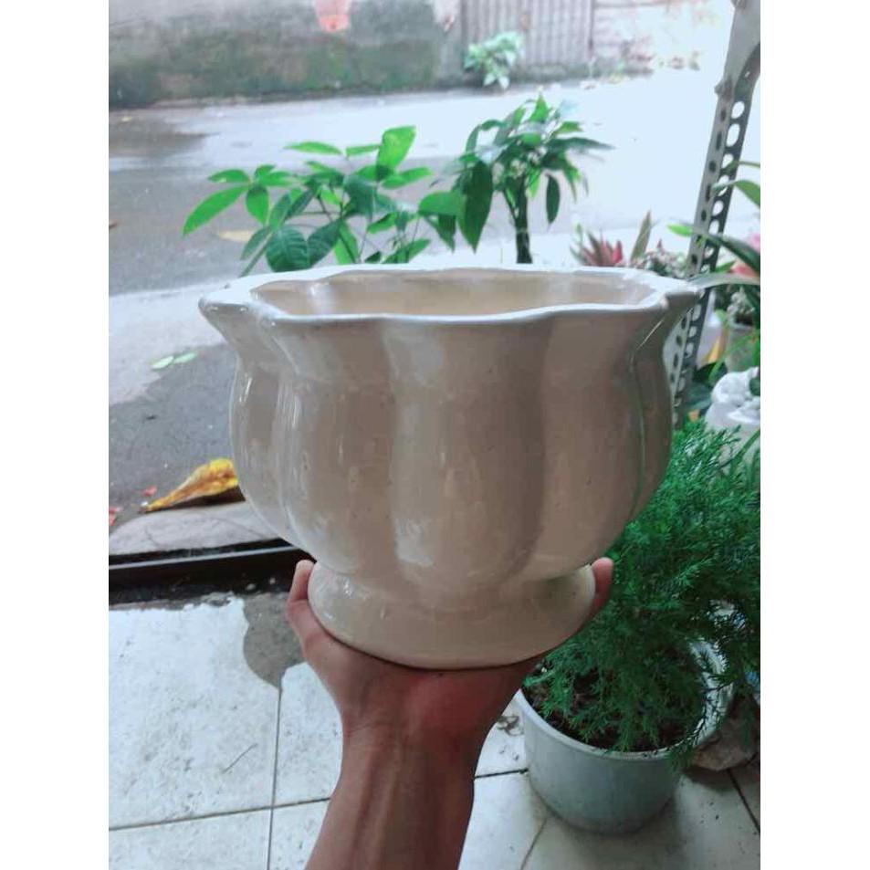 Chậu Trồng Cây Bán Chạy