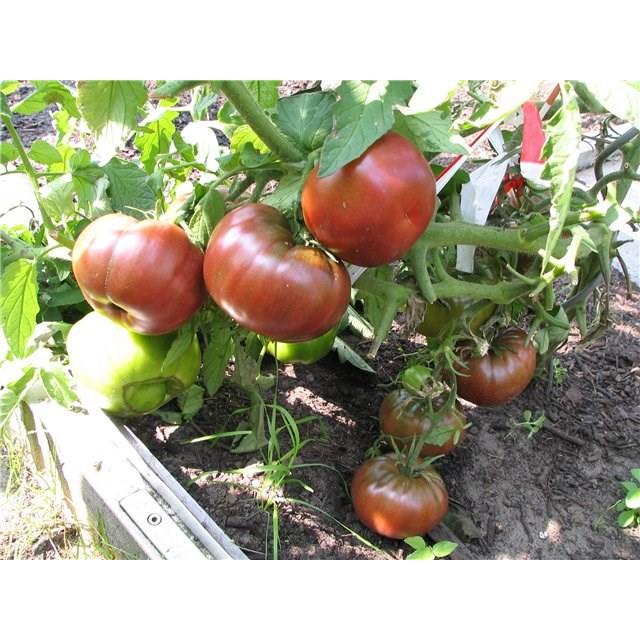 Hạt giống cà chua socola quả to -10 hạt