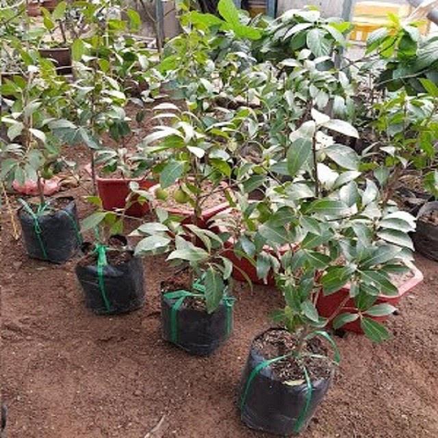 Cây giống cây thanh trà chua ngọt- đặc sản miền tây