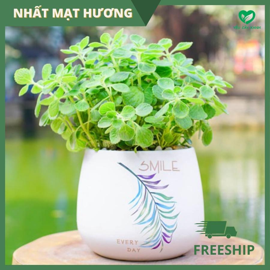 Cây Nhất Mạt Hương - Cây Sen Thơm Chậu Sứ