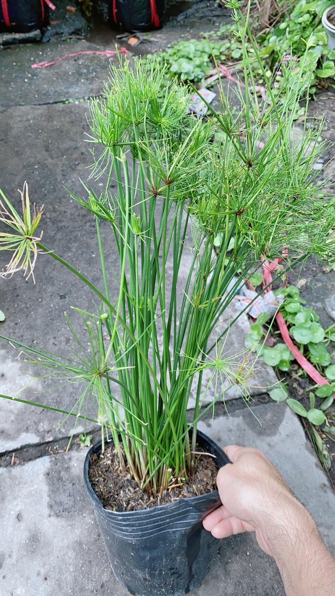 Thuỷ Trúc Thái