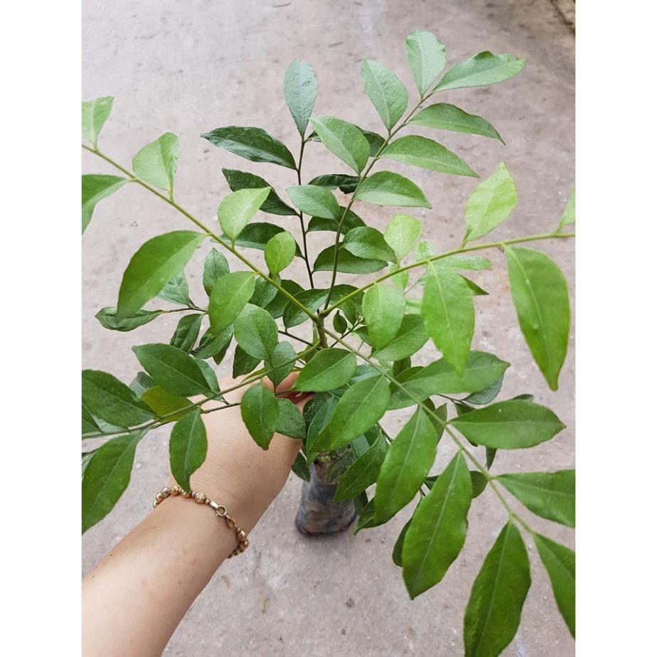 Cây mắc mật - trưởng thành đã cho thu hoạch