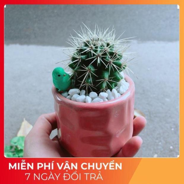 Chậu Xương Rồng Kim Hổ