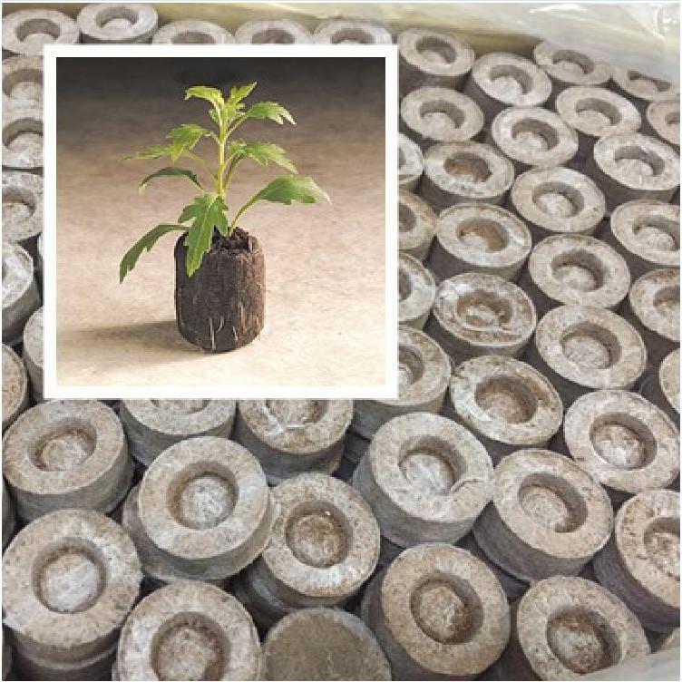 Viên nén ươm hạt xơ dừa
