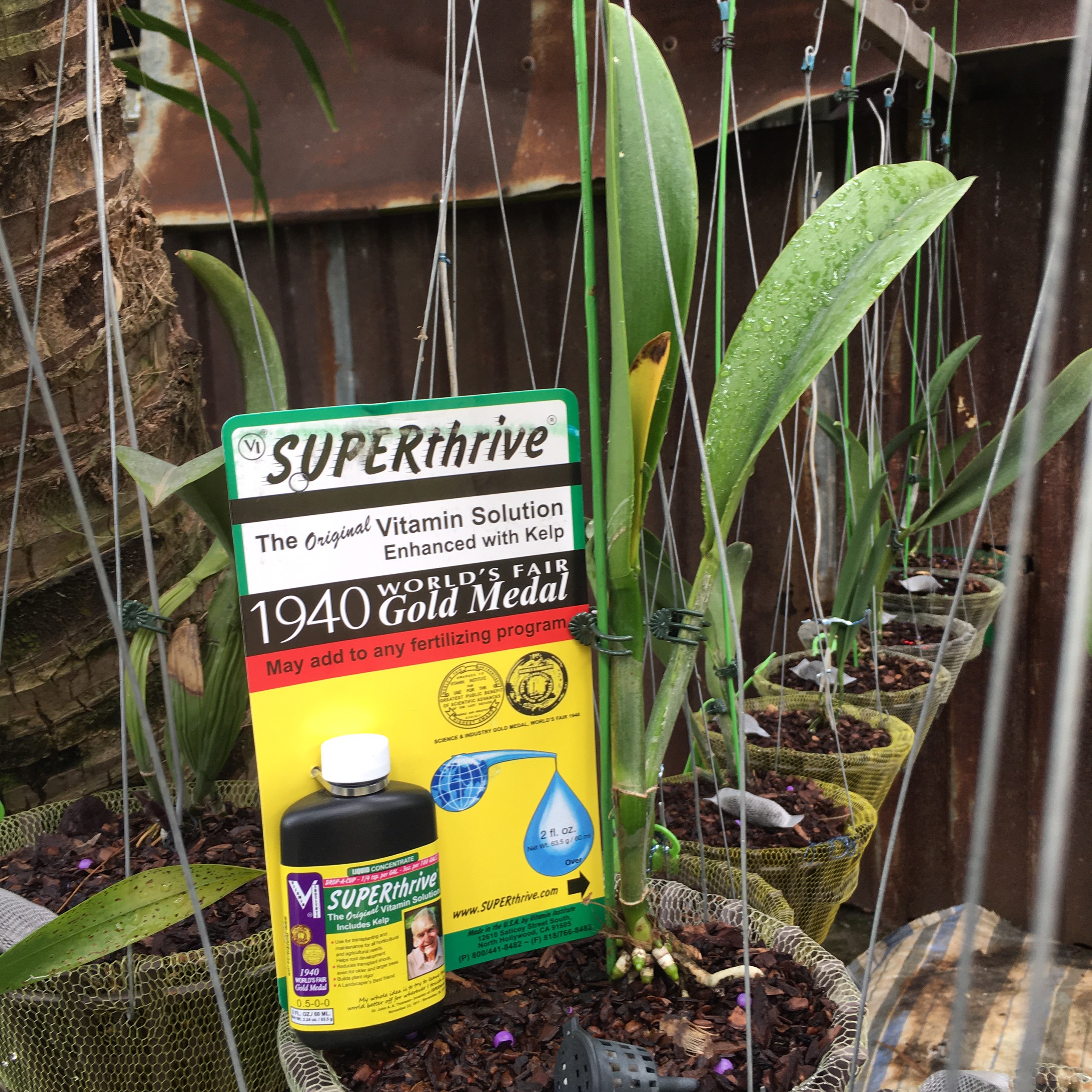 Superthive - Hormon kích thích tăng trưởng hoa lan, cây cảnh lọ 60ml nhập nguyên tem từ Mỹ