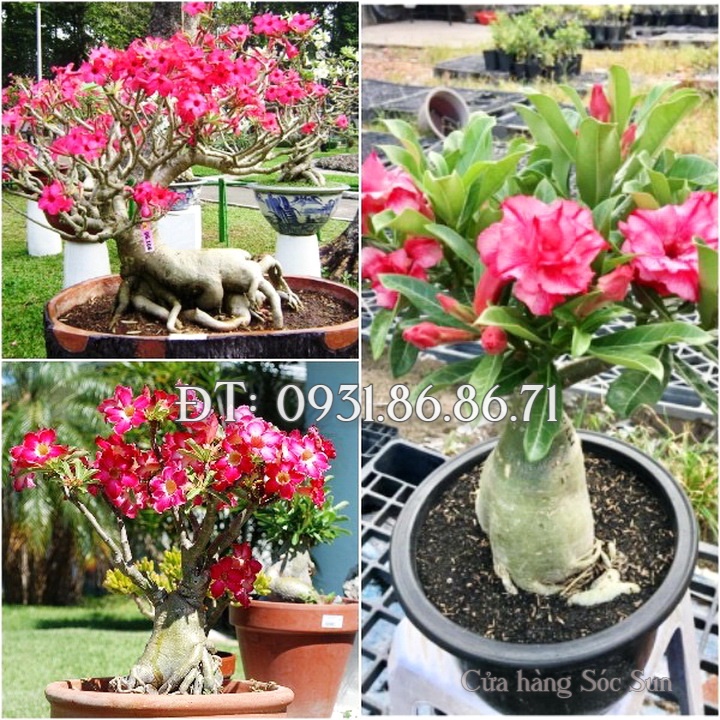 Hạt giống hoa sứ Thái Lan mix màu hồng trắng – Bịch 10 hạt – Mã số 1267