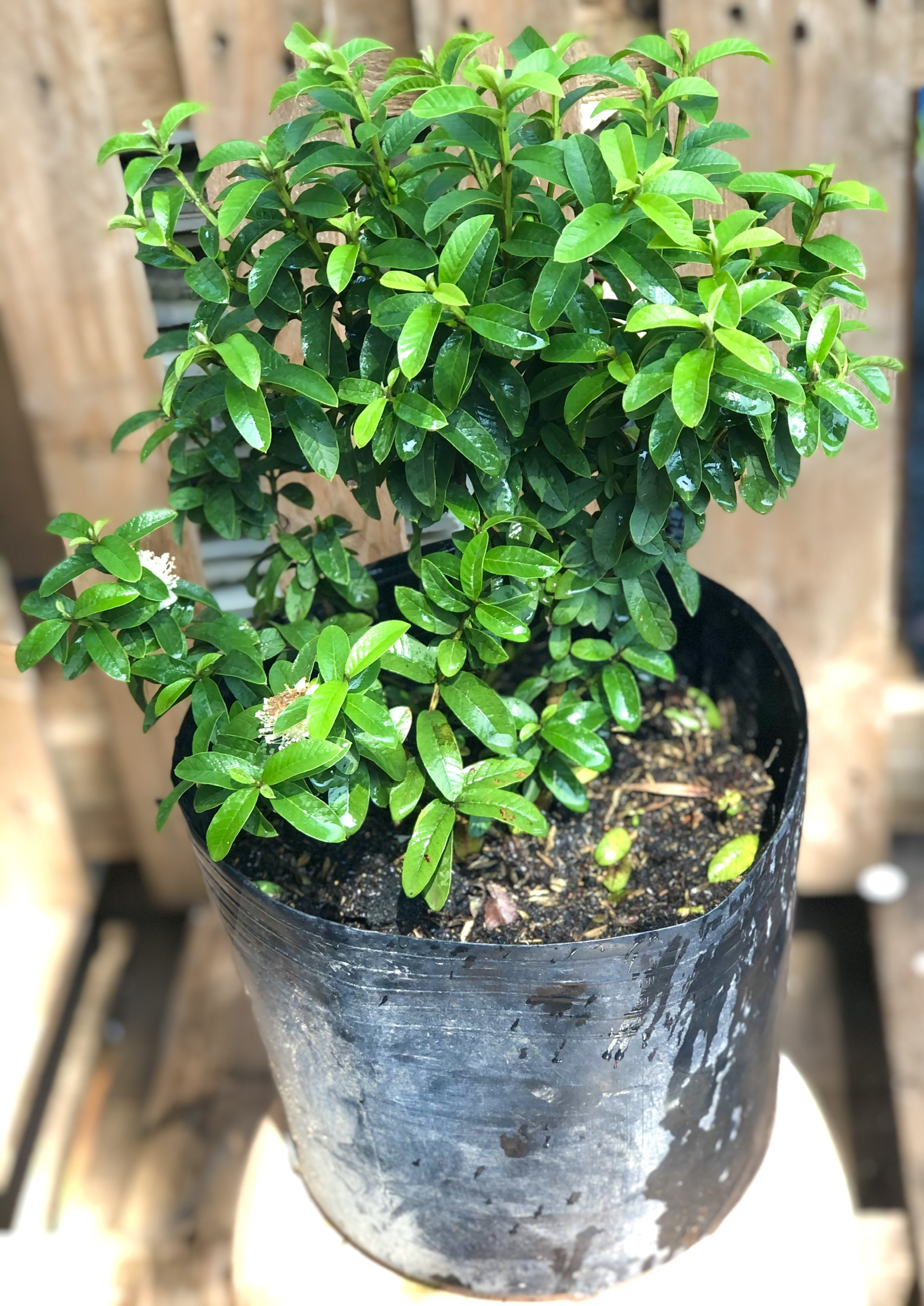 Cây ổi sẽ Nhật đã cho trái cao 40 - 50 cm