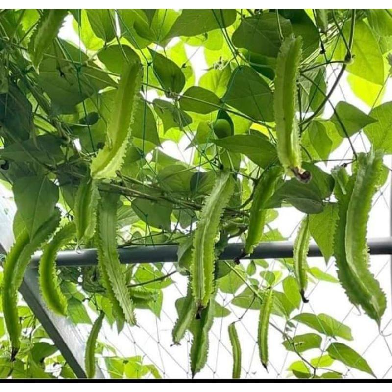 Hạt giống Đậu Rồng , đóng gói 5gr