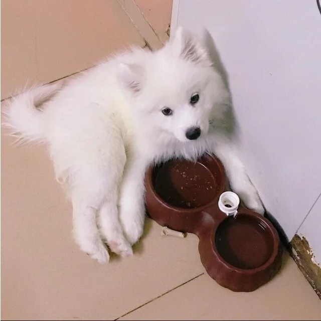 Khay uống nước tự động