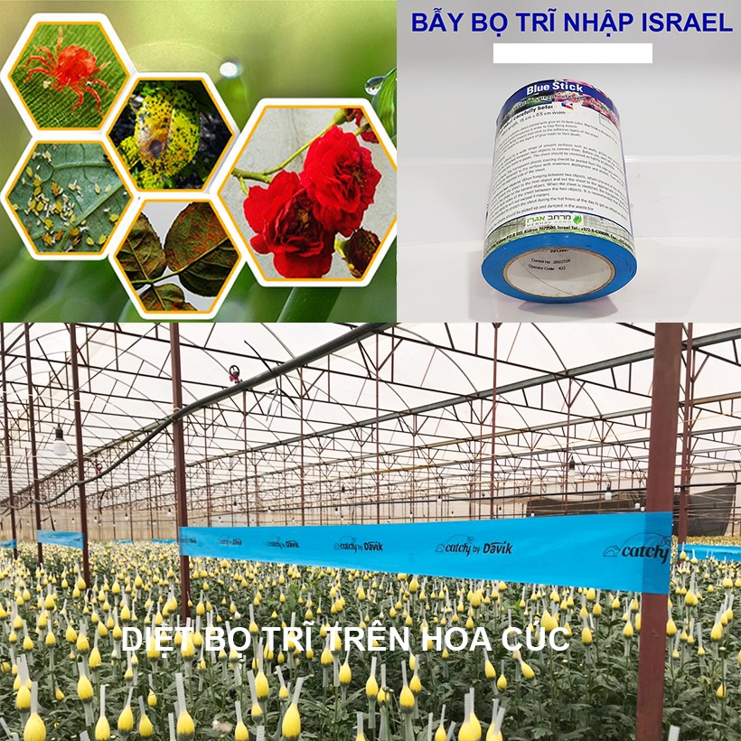 Keo dính Màu Xanh nhập khẩu Israel Blue Trap dùng Diệt Bọ Trĩ gây hại nông nghiệp và hiệu lực keo trên 8 tháng chịu mưa nắng và nước tưới