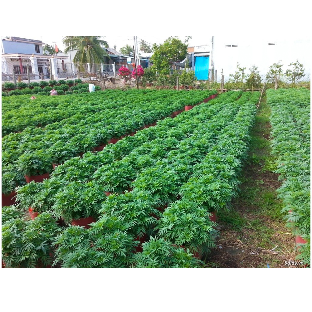 25 Chậu Nhựa Đỏ C11 Miệng,cao,đáy 27x22x22cm trồng cây ăn trái và hoa siêu bền-77702