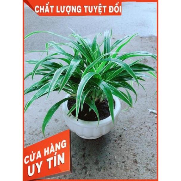Chậu Lan Chi