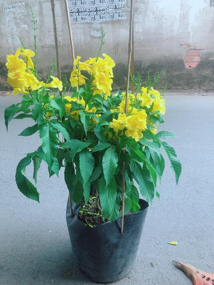 Cây Chuông Vàng
