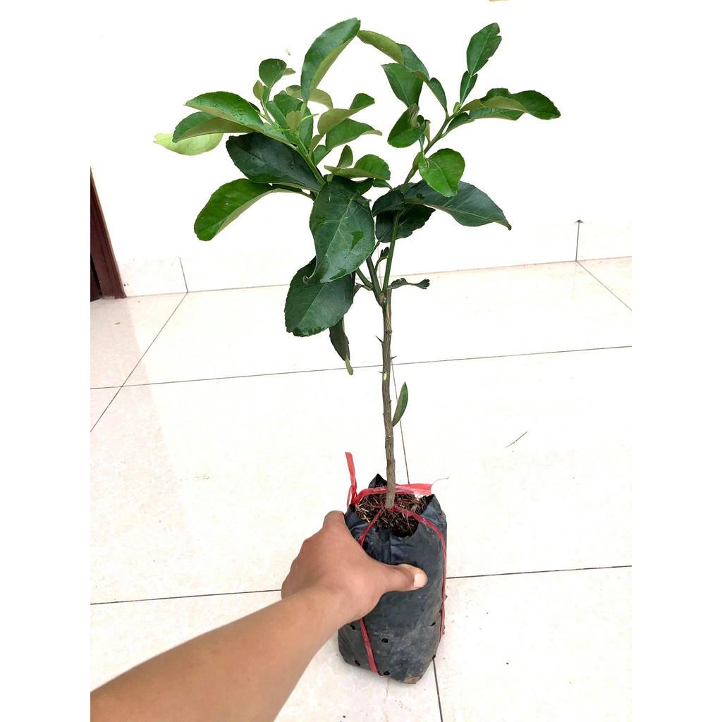 Cây bưởi da xanh ruột hồng