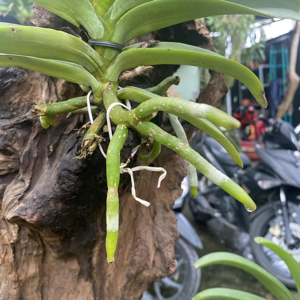PHÂN BÓN B1 HỮU CƠ CHIẾT XUẤT TỪ TẢO BIỂN CHUYÊN DÙNG CHO LAN, CÂY CẢNH