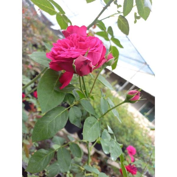 Hoa hồng đỏ leo Red Eden, hồng ngoại, hồng leo, thân gỗ,nguyên bản