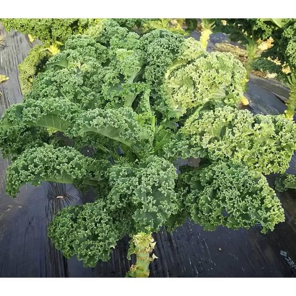 Combo 20 Hạt giống Cải xoăn xanh Kale hàng công ty chính hãng