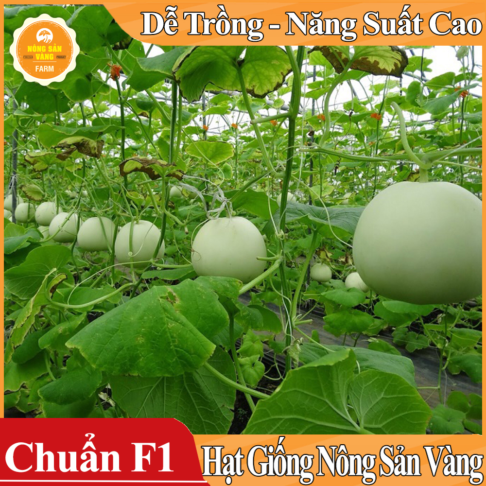Hạt giống Dưa Lê Siêu Ngọt - Nông Sản Vàng