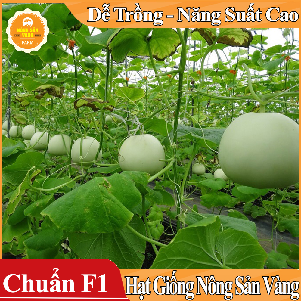 Hạt giống Dưa Lê Siêu Ngọt ( Gói 15 Hạt ) - Nông Sản Vàng