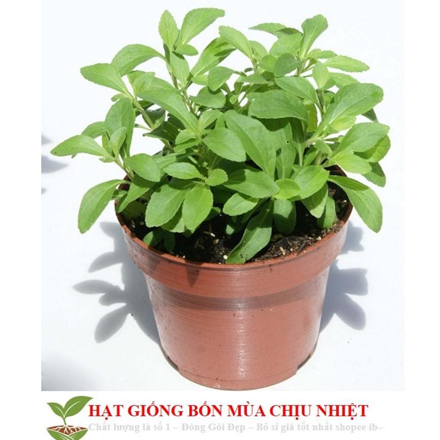 GÓI 50 Hạt Giống Cỏ Ngọt Stevia NẢY MẦM TỐT