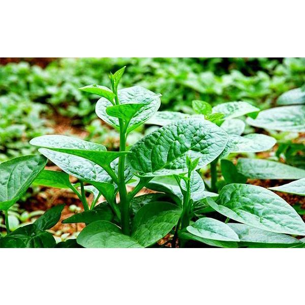 500 Hạt Giống Rau Mồng Tơi - gói 50gr