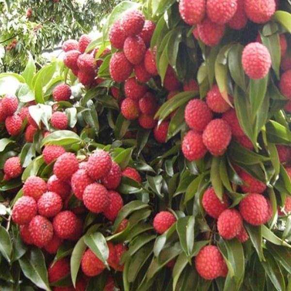 Cây giống Vải không hạt. .