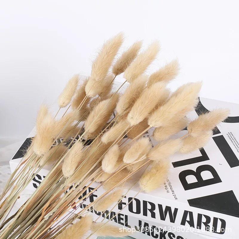 Bó 50-60 Cành Hoa Đuôi Thỏ Loại 1 - Hoa Khô Tuyệt Đẹp Decor Chụp Ảnh Trang Trí DIY HANDMADE