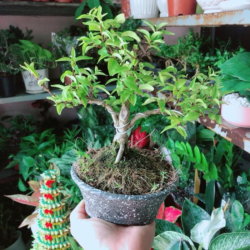 Chậu Cây Mai Chiếu Thuỷ Bonsai