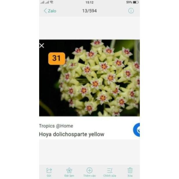 Lan Cẩm Cù Đủ Màu