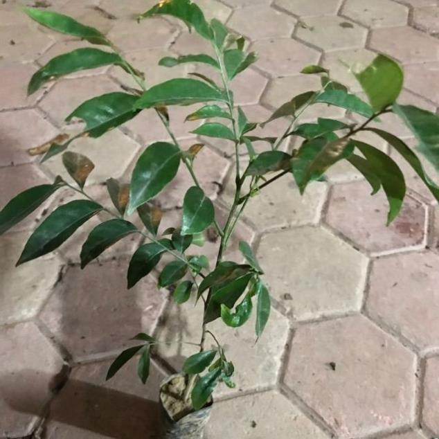 COMBO 2 CÂY MÓC MẬT cây giống thuần chủng F1