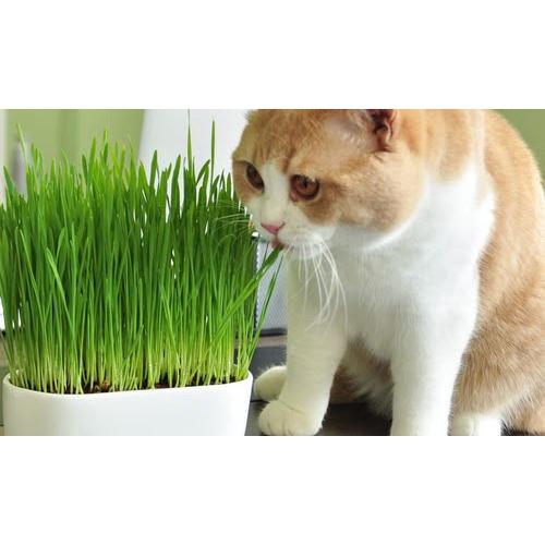 Bộ kit trồng cỏ mèo hạt lúa mạch
