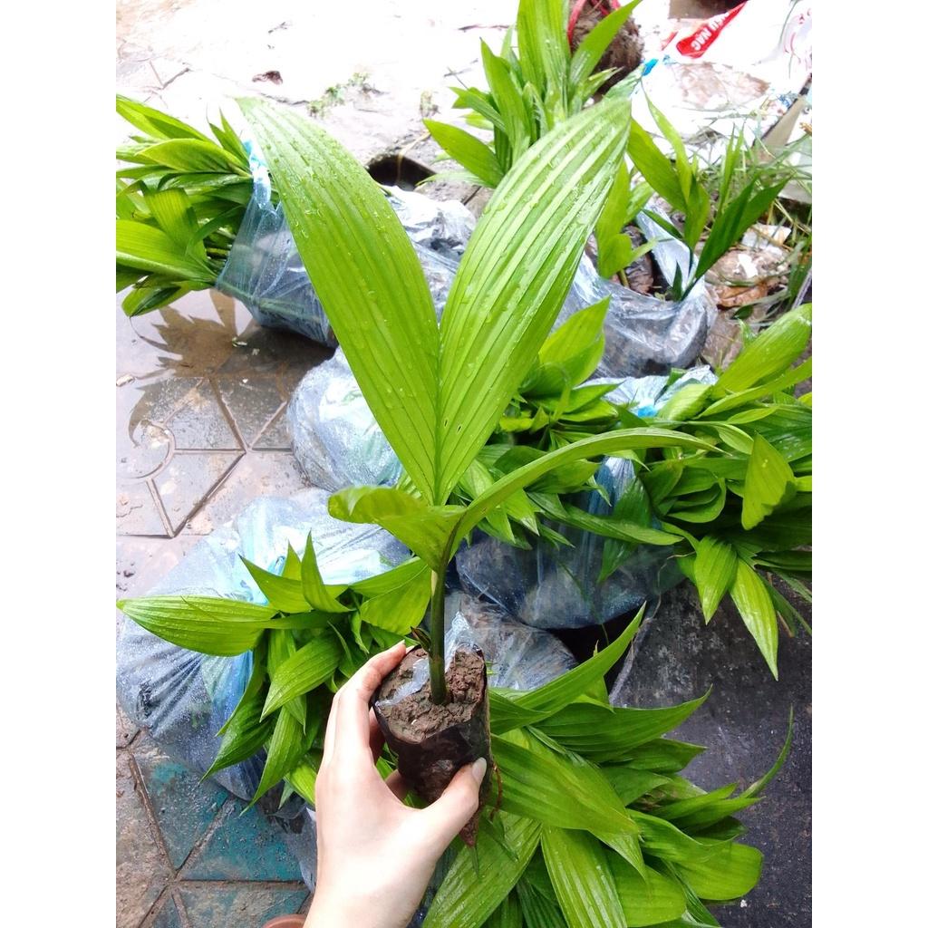 SẢN PHẨM: CÂY GIỐNG CAU LÙN TỨ QUÝ