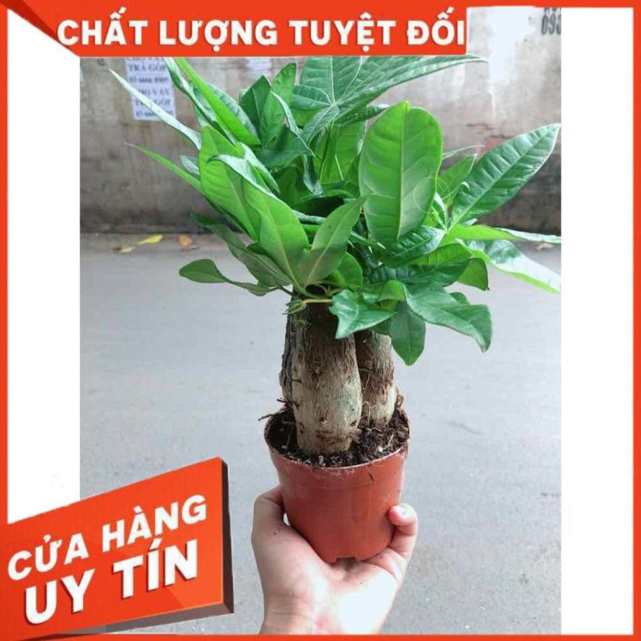 Chậu kim ngân 3 thân Nhiều Người Mua