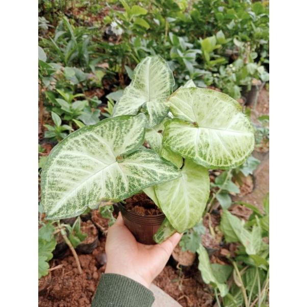 Cây trầu bà trắng