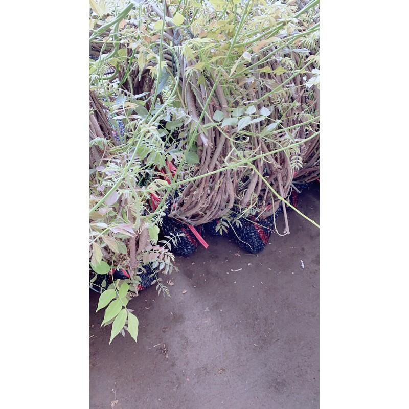 Cây Tử Đằng 5 Cây