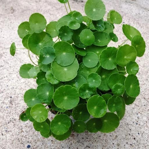 Hạt giống cây cỏ đồng tiền - 50 hạt/gói