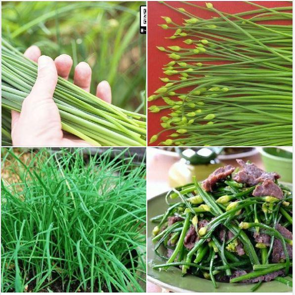 Hạt giống rau gia vị hẹ ta - 1 gói 5gr