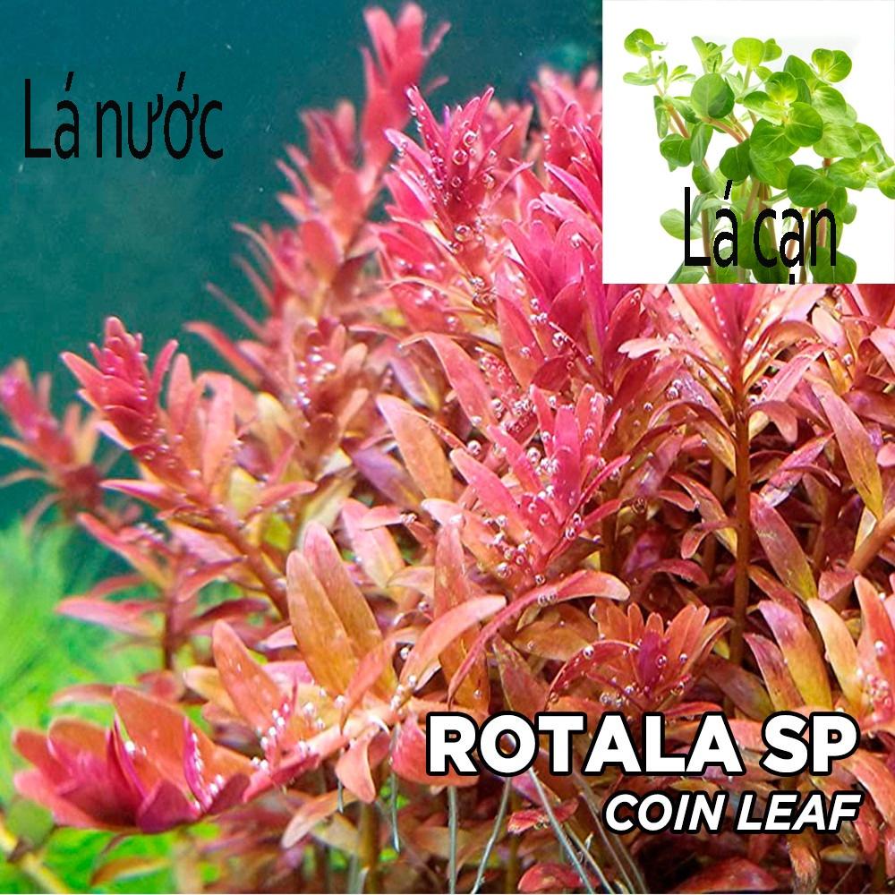 Rotala Coin Leaf Thủy Sinh Loại Mới