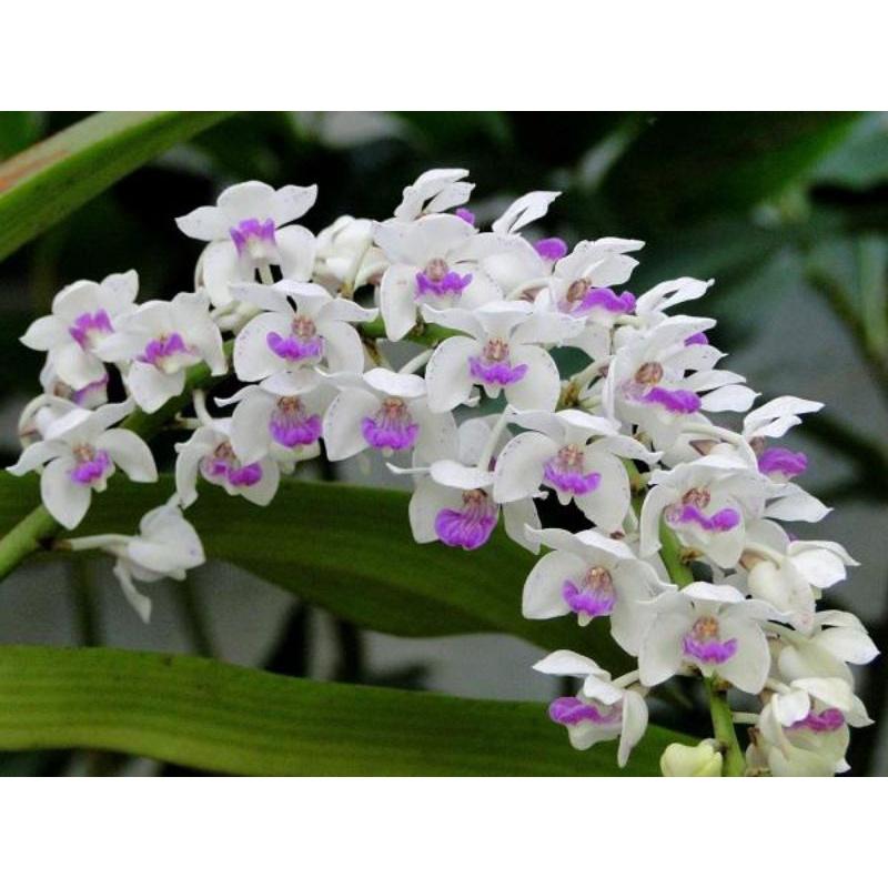 Phân bón Đầu trâu 701.. Chuyên dùng cho hoa lan, cây cảnh, kích ra hoa