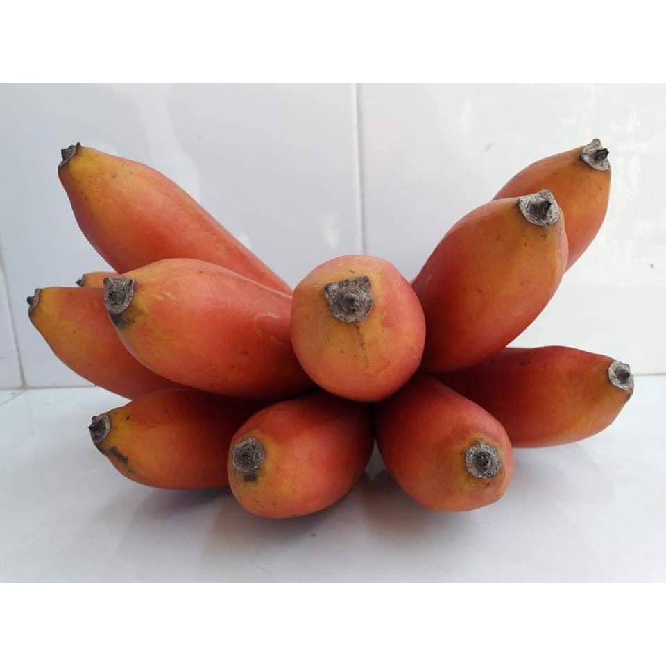Cây giống chuối đỏ cấy mô siêu sớm