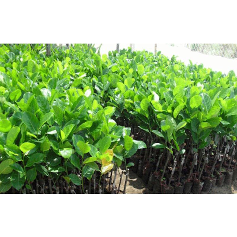 CÂY GIỐNG MÍT NGHỆ TỨ QUÝ