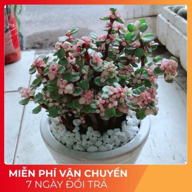 Chậu Sen Đô La