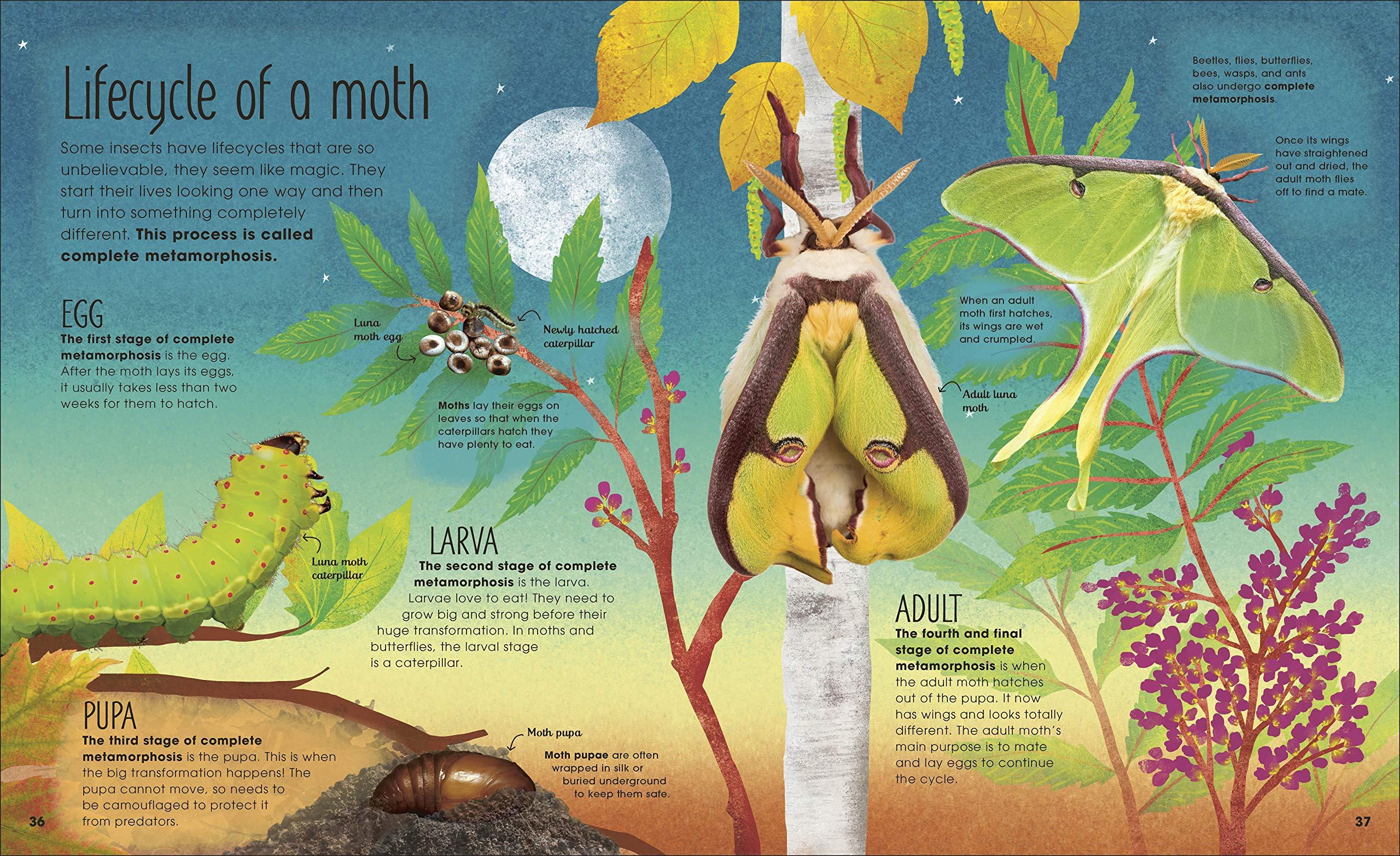 Sách ngoại văn: The Book Of Brilliant Bugs (DK)