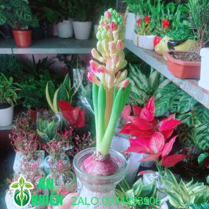 Củ Ông Tiên Kèm Chậu