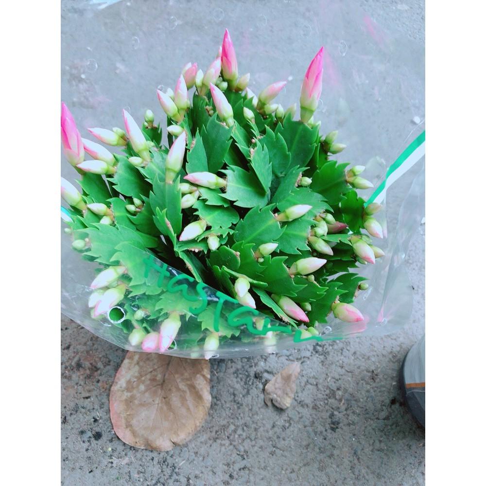 Bụi Hoa Quỳnh