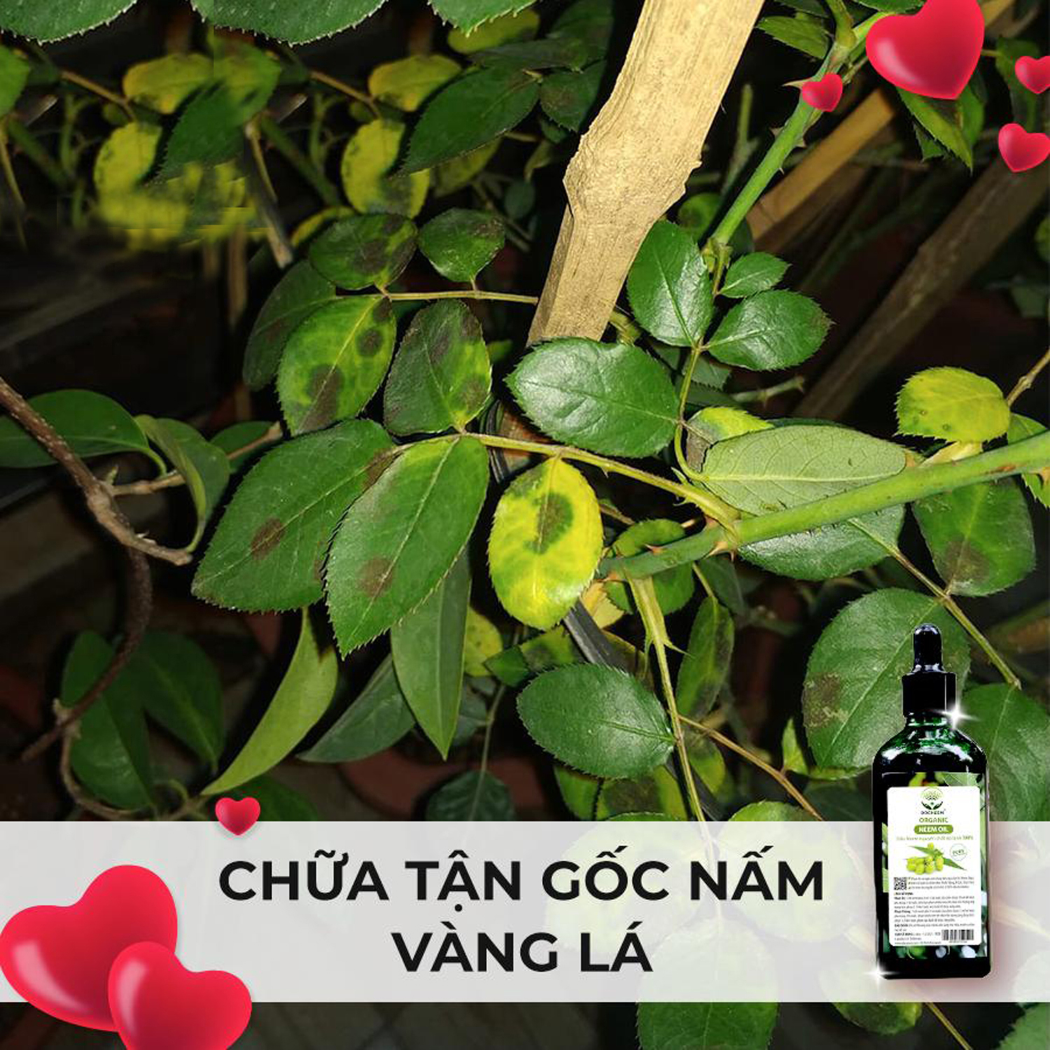 Combo Dầu Neem và Phân bón đậu nành Humic DOCNEEM hữu cơ, trị sâu bệnh kích chồi hoa hồng chuẩn form chai 100ml và 1 lít