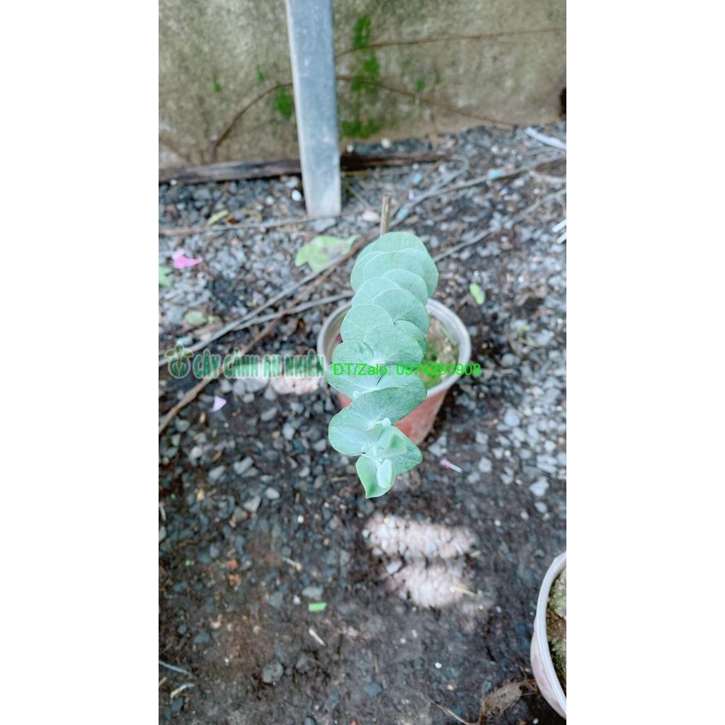 Cây Đô La-Khuynh Diệp-Bạch Đàn