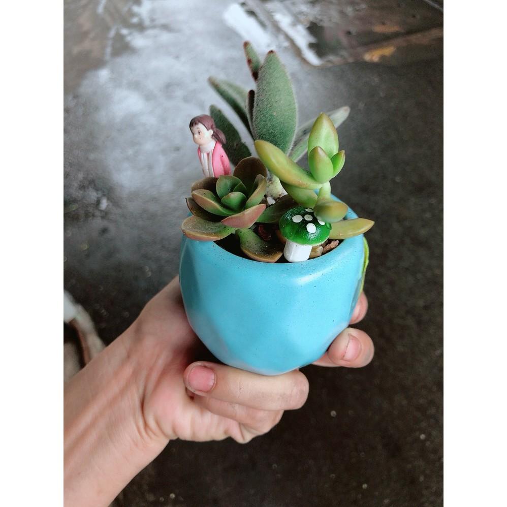 Chậu sen đá tiểu cảnh 7